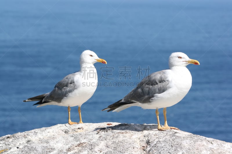 海鸥,水平画幅,鸟类,大西洋,黄足海鸥,动物身体部位,翅膀,海洋,喙,摄影