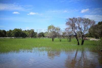 草,湿地,水,公园,水平画幅,无人,湿,沼泽,户外,湖