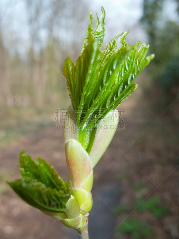 开着的,花蕾,清新,正下方视角,垂直画幅,植物属性,枝繁叶茂,无人,纯净,户外