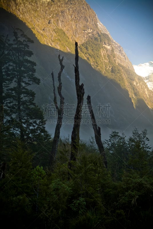 milford track,崴尔德,米佛峡湾,流浪汉,垂直画幅,枝繁叶茂,林区,无人,热带雨林,户外