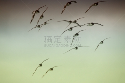 海燕,鸭舌帽,无人,自然,风景,图像,户外,南极洲,天空,水平画幅