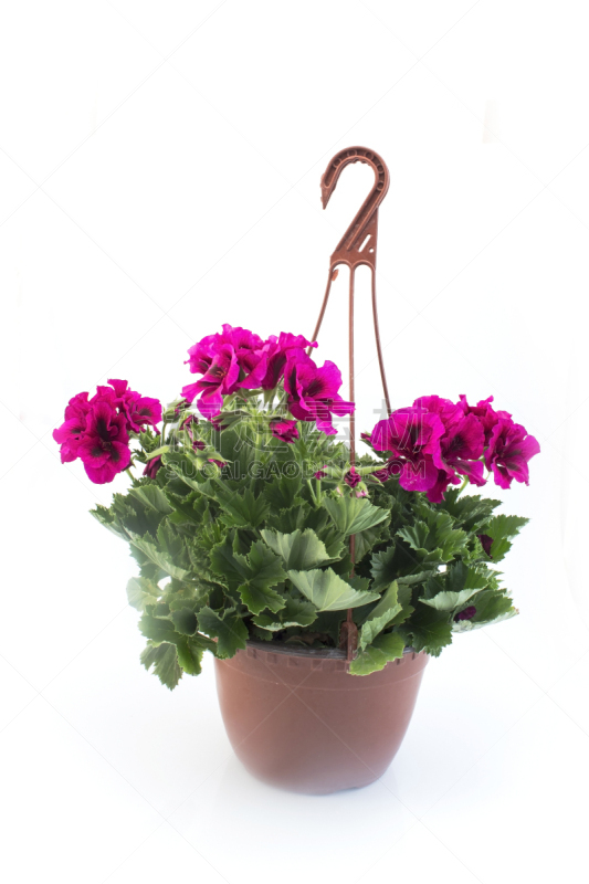 天竺葵,盆栽植物,粉色,英格兰,冰川百合,背景分离,花盆,春天,植物,夏天