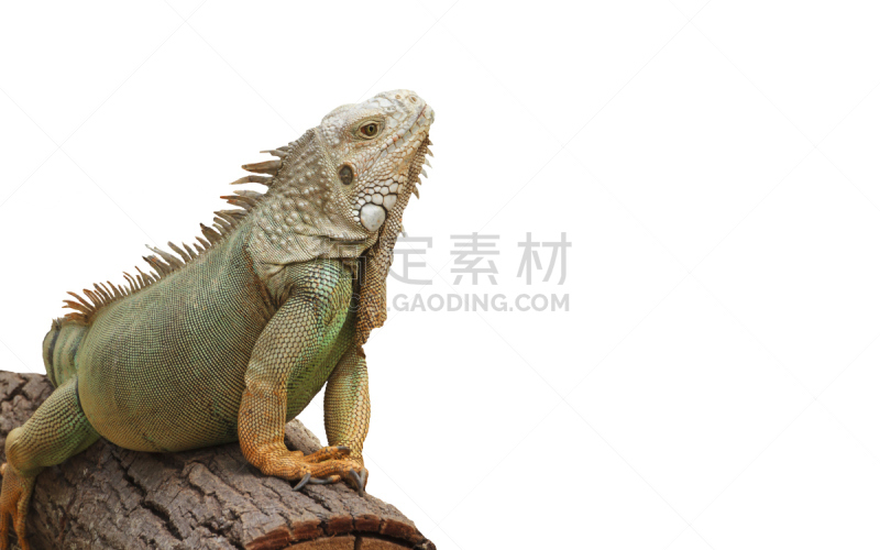 白色背景,枝,绿鬣蜥,壁细胞,鳞目,毛孔,鬣蜥蜴,肖像,泰国,好奇心