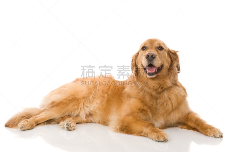 金毛寻回犬,可爱的,狗,分离着色,美,纯种犬,水平画幅,注视镜头,美人,白色背景