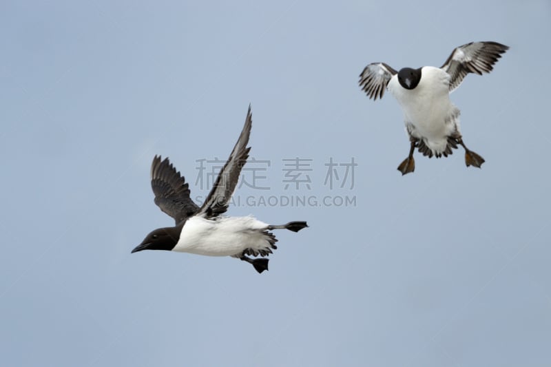 海鸽,自然,野生动物,水平画幅,欧洲,鸟类,两只动物,野外动物,水禽,海鸦