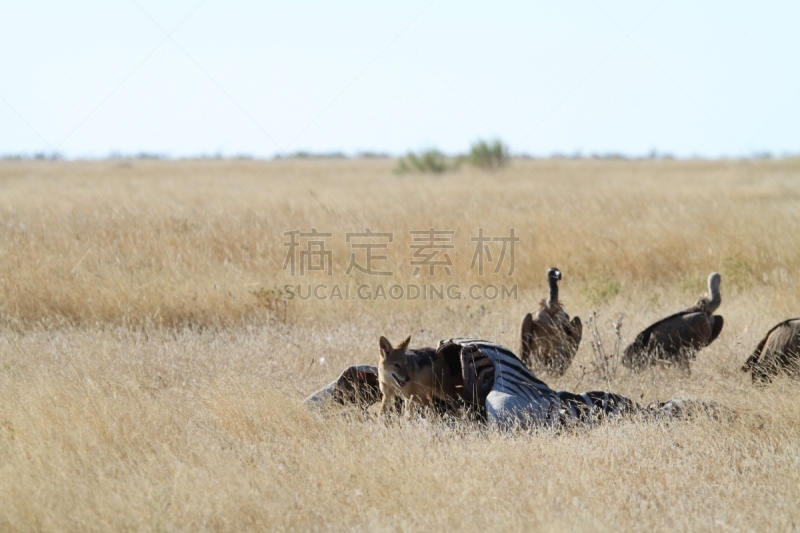 斑马,豺,海角秃鹰,黑背豺,纳米比亚,野生动物,草原,水平画幅,平原,无人