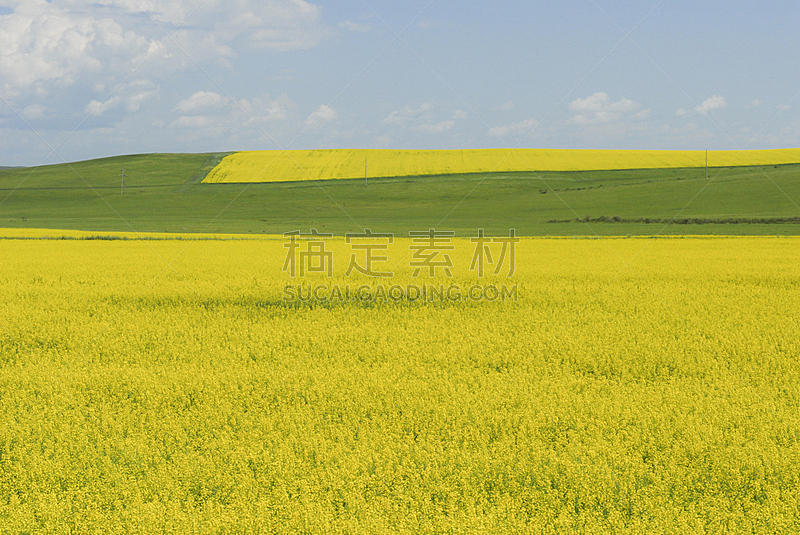 田地,平原,黄金,自然,水平画幅,绿色,地形,无人,内蒙古自治区,户外