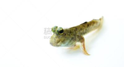 弹涂鱼,肺鱼,虾虎鱼,水平画幅,无人,异国情调,特写,水栖哺乳动物,白色,热带气候