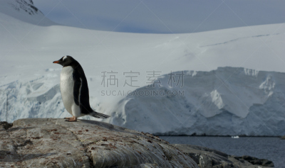 巴布亚企鹅,认真的,洛克莱港,水平画幅,雪,南极半岛,无人,鸟类,企鹅,动物身体部位