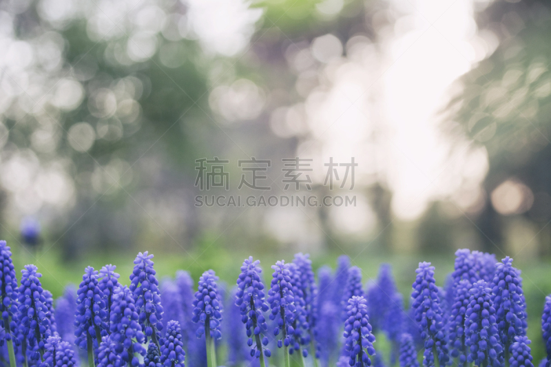 葡萄风信子,风信子,蓝色,鼠科的,莫洛尼鼠白血病病毒,美,公园,水平画幅,五月,草