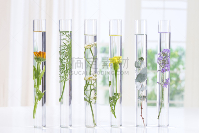 草药,试管,植物学,芳香疗法,实验室,科学实验,茴香,生物化学,自然,生物科技
