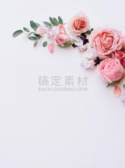 边框,郁金香,桉树,粉色,玫瑰,花朵,洋桔梗,深情的,白色背景,花