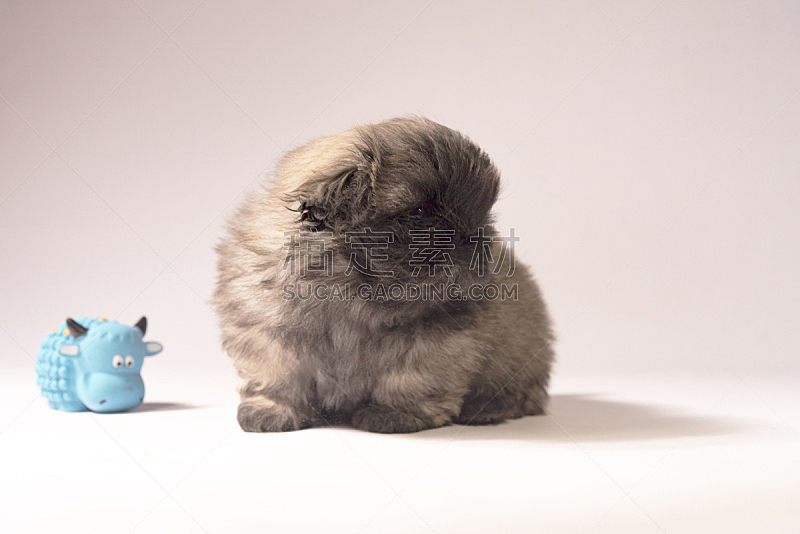 小狗 北京犬 黑色 白色背景 可爱的 纯种犬 肖像 长的 狗 哺乳纲图片素材下载 稿定素材