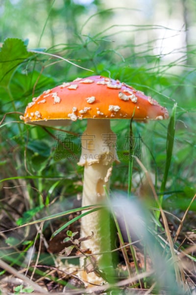 树林,蘑菇,红色,垂直画幅,无人,夏天,户外,特写,超自然,毒蘑菇