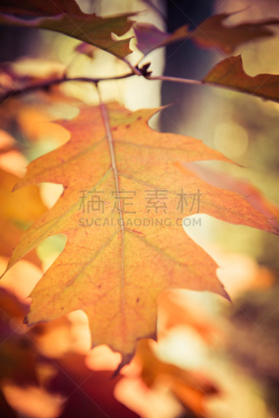 橡树,部分,波兰,环境,枝繁叶茂,装饰物,植物,节日,纹理,天空