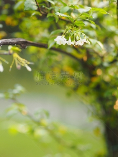 自然美,茉莉,白色,橙子,花束,清新,月橘,热带气候,泰国,园林