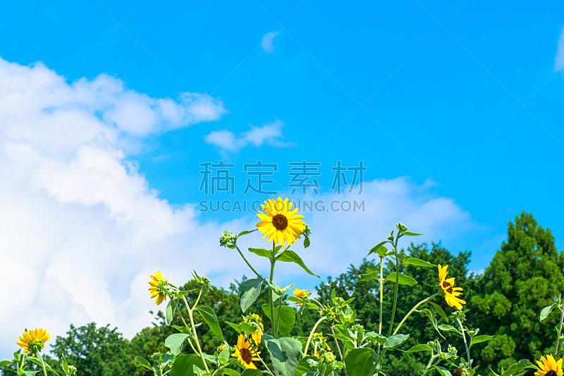 蓝色,夏天,向日葵,天空,草地,水平画幅,无人,巨大的,户外,草