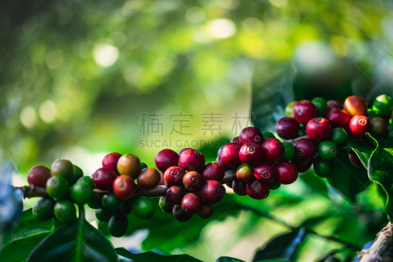 泰国,农场,山,咖啡豆,北,饮料,农业,热,咖啡,清新
