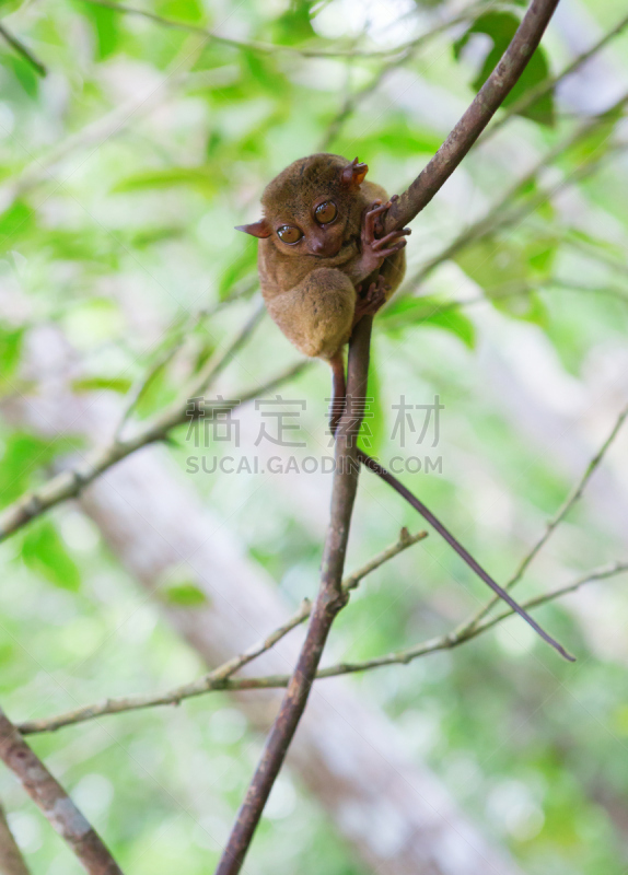 灵长目,小的,菲律宾眼镜猴,地球,濒危物种,热带气候,野生动物,环境,动物耳朵,哺乳纲