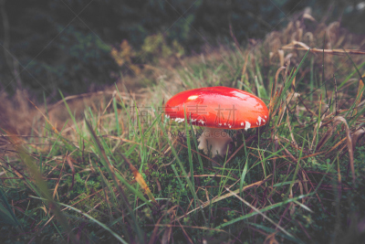 自然,红色,蘑菇,毒蝇菇,褐色,水平画幅,无人,苔藓,夏天,草