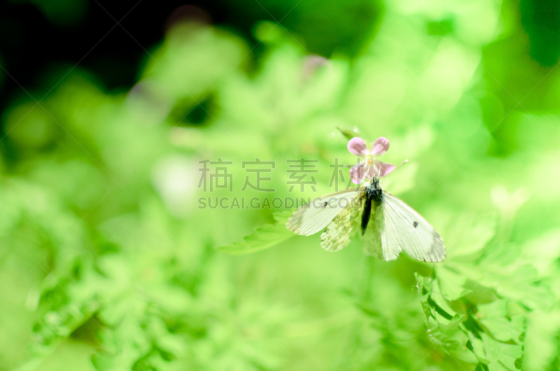白蝴蝶,白色,小的,大白蝴蝶,夏天,饮料,草,彩色图片,植物学,花粉