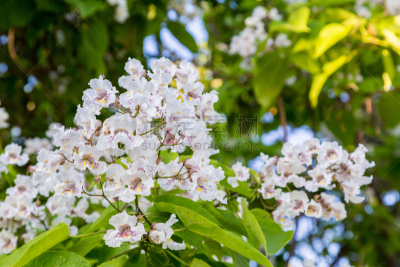 绿色,白色,叶子,花朵,前景聚焦,自然,菜园,水平画幅,地形,无人