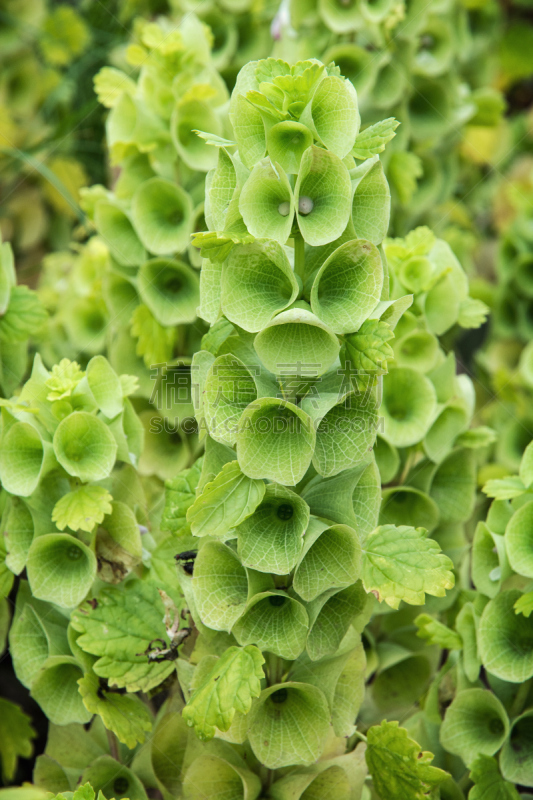 bells of ireland,蛇头草,夏至草,唇形科,叙利亚,垂直画幅,枝繁叶茂,尖的,无人,户外