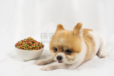 狗,博美犬,食品,不健康食物,寂寞,早晨,白昼,选择对焦,生病,躺