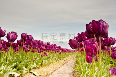 郁金香,史凯吉谷,斯卡吉特县,水平画幅,无人,户外,花蕾,田地,植物,彩色图片
