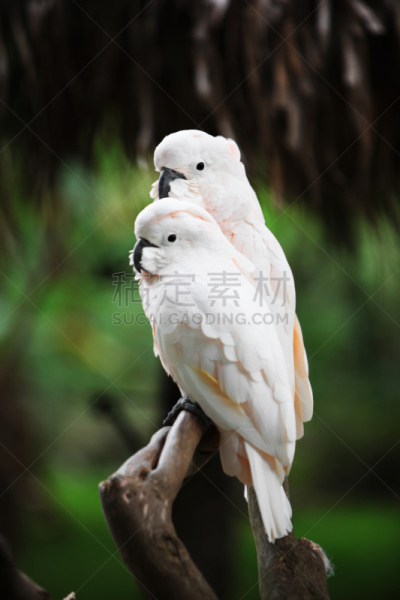 白伞膜凤头鹦鹉,美冠鹦鹉,模仿动物,自然,垂直画幅,热带鸟,可爱的,家畜,无人,鸟类