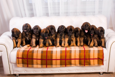 leonberger,小狗,沙发,白色,正面视角,机敏,褐色,水平画幅,注视镜头,夏天