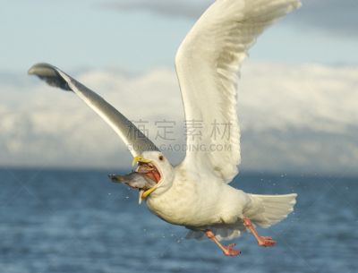 绿灰色翼海鸥,北极鸥,海鸥,鱼类,天空,野生动物,美国,水平画幅,蓝色,鸟类