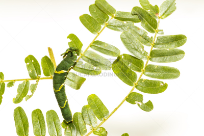 毛虫,叶子,蝴蝶,寄主植物,舞台,鹭管鱼,生物学,热带气候,泰国,环境保护