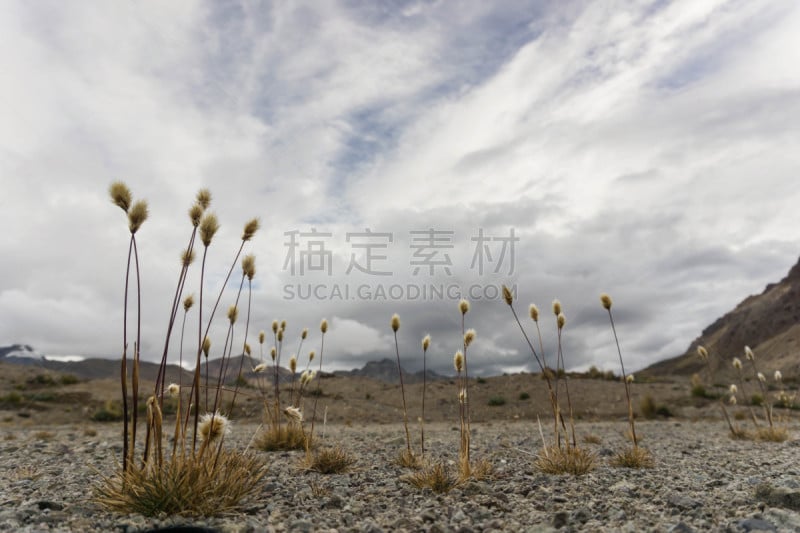 秘鲁,平原,山,科迪勒拉山脉,安地斯山脉,水平画幅,岩石,无人,户外,草