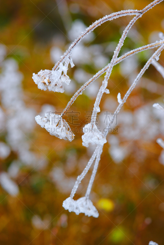 végétation d'hiver gelée par le givre blanc