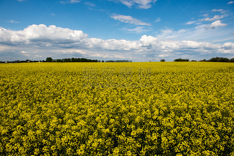 油菜花,云景,夏天,田地,地形,农业,大麦,拉脱维亚,有机农庄,环境