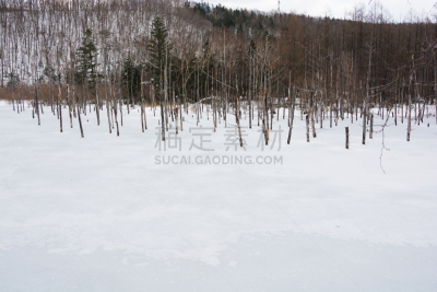 湖,冬天,美瑛町,贺卡,雪,池塘,烙心蓝池,深雪,背景,秃树