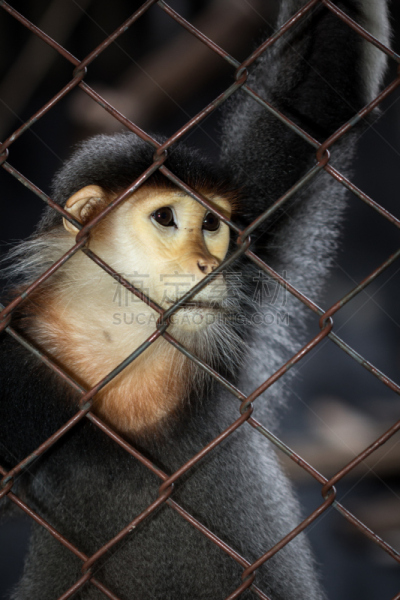 douc langur,垂直画幅,褐色,笼子,猴子,动物身体部位,泰国,人的眼睛,哺乳纲,看