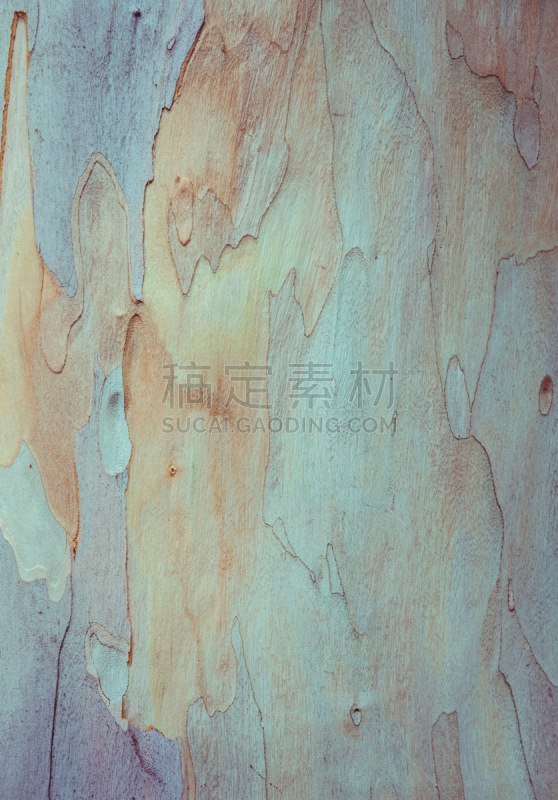 背景,树皮,棉蓝岛桉树,棉兰老岛,桉树,自然,垂直画幅,褐色,式样,无人
