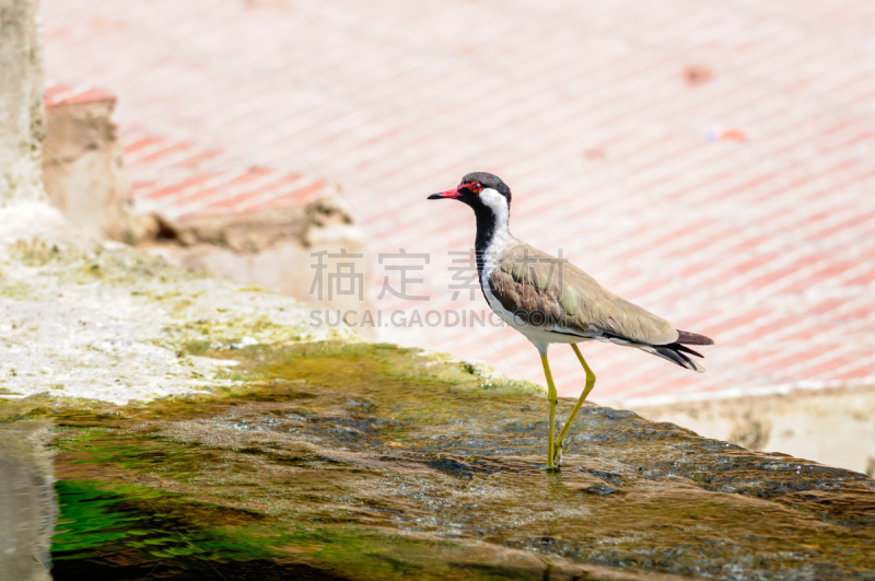 鸟类,水边,红色肉垂麦鸡,水,美,水平画幅,无人,麦鸡亚科,动物身体部位,野外动物