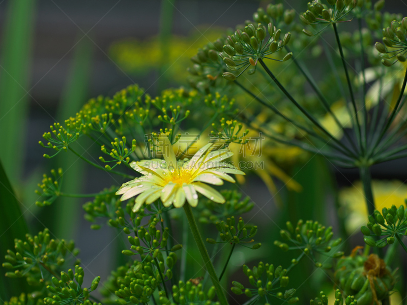 茴香,万寿菊,雏菊,莳萝,金盏花,非洲雏菊,夏天,白色,彩色图片,植物学