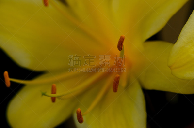 火红色百合,黄色,火百合花,水平画幅,无人,特写,百合科,高对比度,反差,百合花