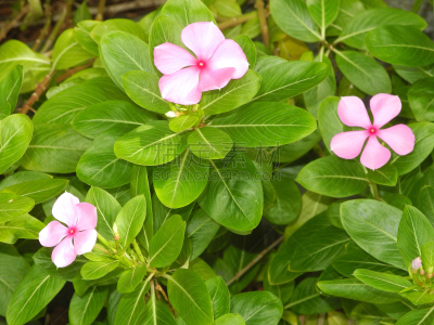 高知县,印度,粉色,叶子,长春花属,热带的花,绿色,喀拉拉邦,农业,华丽的