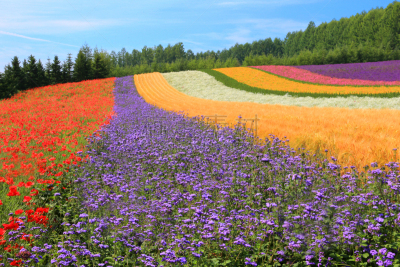 北海道,仅一朵花,夏天,田地,富良野盆地,法国,风景,薰衣草色,春天,地形