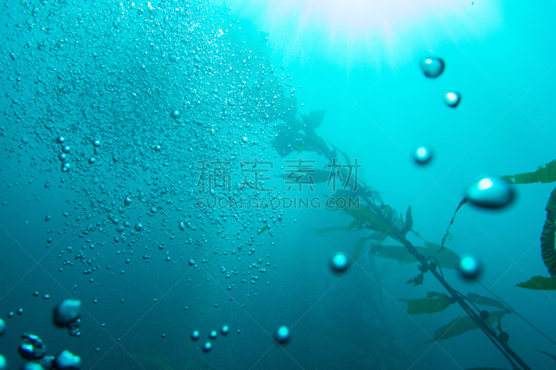 水下,泡泡,海藻灰,海洋,桨叉架船,水面,水,水平画幅,水肺潜水,圣塔卡特莱那岛