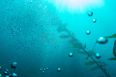 水下,泡泡,海藻灰,海洋,桨叉架船,水面,水,水平画幅,水肺潜水,圣塔卡特莱那岛