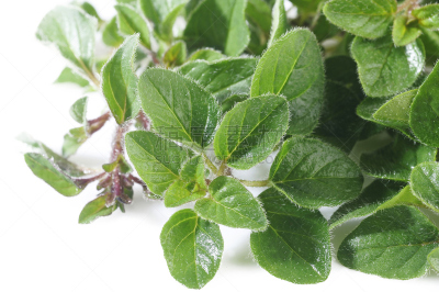 牛至,植物,白色,芳香的,水平画幅,绿色,香料,草本,调味品,成分