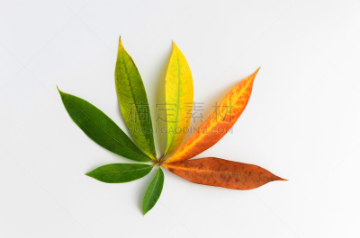 新生活,概念,人生大事,反差,留白,水平画幅,衰老过程,符号,古老的,干的