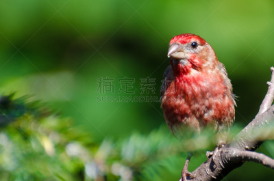 雄性动物,雀科,自然,褐色,野生动物,水平画幅,家雀,鸟类,野外动物,房屋