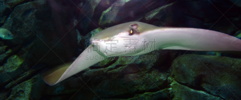 魟鱼,水下,鲶鱼,eagle ray,野生动物,灰色,热带鱼,水平画幅,全景,野外动物